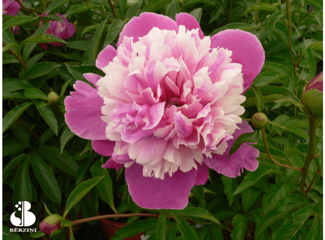 Paeonia lactiflora   'Celebrity'